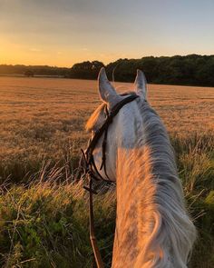 a white horse standing on top of a lush green field next to a forest at sunset