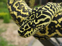 a large yellow and black snake on top of a fence