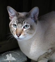 a cat with blue eyes sitting on the ground