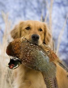 a dog holding a pheasant in its mouth