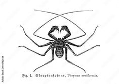 a black and white drawing of a spider with the words, egyptian thymus roniformis