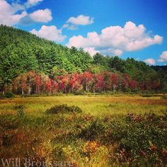 a field with trees in the background and clouds in the sky above it, surrounded by tall grass