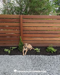 a dog sitting on the ground in front of a wooden fence with plants growing out of it