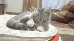 a gray and white cat laying on top of a cushion