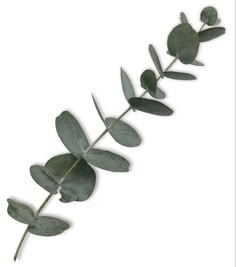 eucalyptus leaves are arranged in a row on a white background