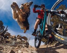 a dog jumps into the air while riding a mountain bike with its owner and his dog