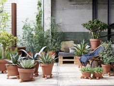 there are many potted plants on the patio