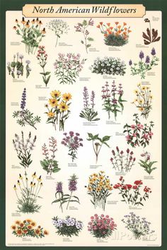 the north american wildflowers poster is shown in various colors and sizes, including flowers