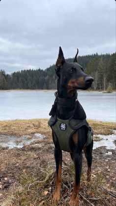 a black and brown dog standing on top of a grass covered field next to a lake