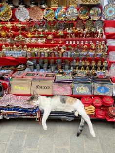 a cat laying on the ground in front of a store selling souvenirs and jewelry