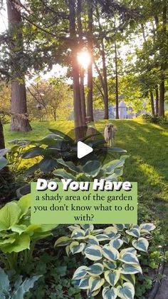 a garden filled with lots of green plants