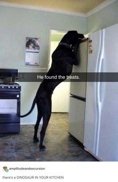 a black dog jumping up into the air to get food out of an open refrigerator