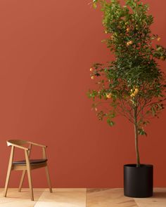 an orange tree in a black pot next to a wooden chair on a wood floor