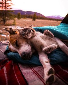 a dog and cat laying on top of a blanket