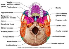 the structure of the human skull