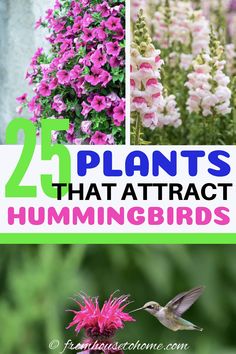 Hummingbird Plants: 25+ Of The Best Flowers That Attract Hummingbirds Plants To Attract Hummingbirds, Backyard Lawn, Butterfly Plants