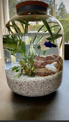 a fish bowl filled with plants on top of a table