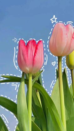 two pink tulips in front of a blue sky