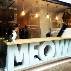 a cat sitting on top of a wooden counter in front of a window with the word meow written below it