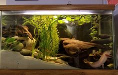 a fish tank filled with plants and rocks