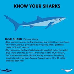 a blue shark with the caption'know your sharks'below it is an information poster