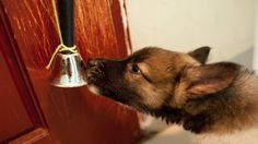 a small brown and white dog standing next to a red door with a bell on it's side