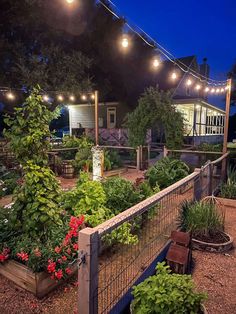 an outdoor garden with lots of plants and lights strung over the top of it at night