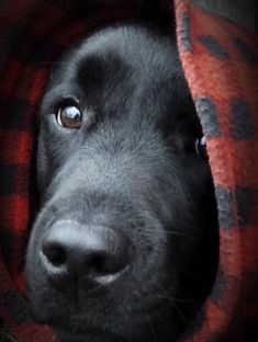 a close up of a black dog with a red blanket around it's head