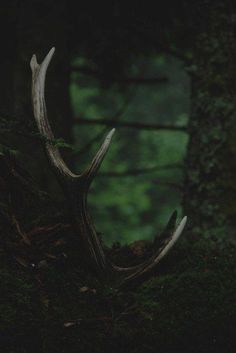 an antelope is standing in the woods with moss on it's back