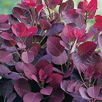 some purple leaves are growing in a pot