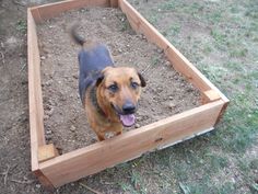 a dog is standing in the middle of a raised garden bed with dirt and grass