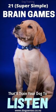 a brown dog sitting on top of a blue background with the words, 21 super simple brain games that'll train your dog to listen