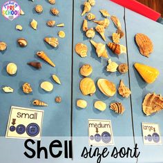 there are shells on display in the shell side - sort area for kids to see