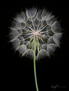 a dandelion is shown in the dark with it's seeds still attached