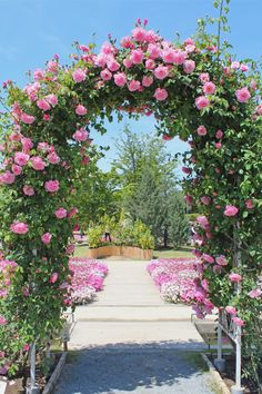 pink roses are growing on the top of an arch over a walkway in a garden