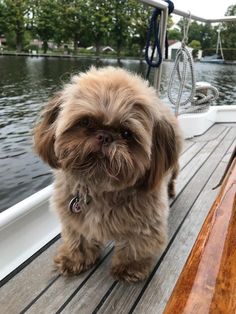 a small brown dog sitting on top of a boat