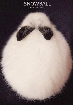 a white and black cat's nose with the words snowball written on it