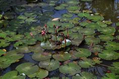 water lilies are blooming in the pond