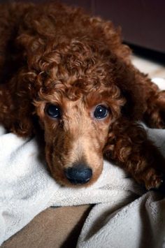 a brown poodle laying on top of a bed covered in a white blanket with the caption love poodles