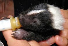 a person is feeding a ferret with a bottle in their hand and it's nose