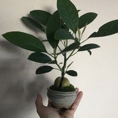 a hand holding a potted plant with green leaves