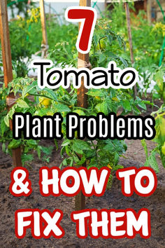 tomatoes growing in a garden with the words 7 tomato plant problems and how to fix them