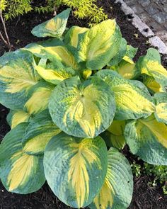 a green and yellow plant with large leaves in the ground next to some brick pavers