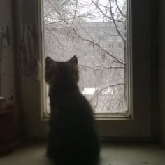 a cat sitting on a window sill looking out at the snow covered trees outside