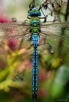 a blue and green dragonfly sitting on top of a plant