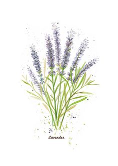 a drawing of lavender flowers on a white background