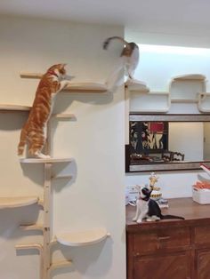 an orange and white cat standing on top of a wooden shelf