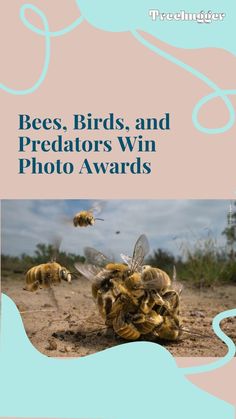 bees, birds, and predators win photo awards