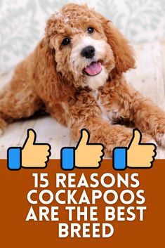 a brown dog laying on top of a wooden floor with thumbs up signs above it