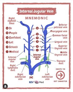 the diagram shows the different types of mening